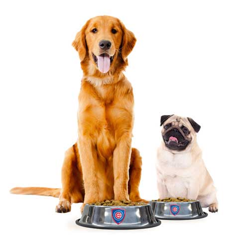 Chicago Cubs Everyday Small Pet Bowl