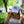 Load image into Gallery viewer, Chicago Cubs 47 Brand Ice Cap Ice Cream Clean Up Adjustable Cap
