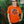 Load image into Gallery viewer, Chicago Bears Nike Rivalries Sideline Short Sleeve Velocity Tee Shirt
